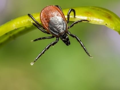 С начала сезона клещевым энцефалитом заболели 24 жителя Тюменской области