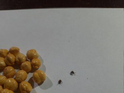 В международном пункте пропуска аэропорта в Тюмени Россельхознадзор обнаружил продукцию, зараженную карантинным объектом