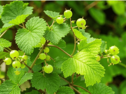 Уход за ягодными растениями: советы агронома