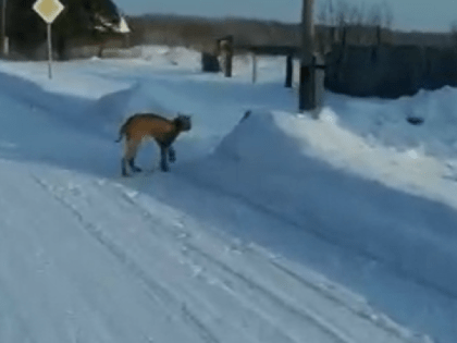 По тюменскому селу прогуливалась рысь, не реагируя на лай собак