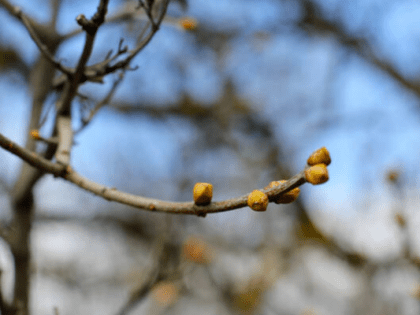 Погода на неделю: к выходным в Тюмени потеплеет до +14 и пойдут дожди