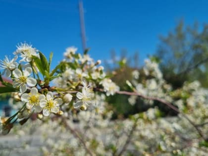 В Тюмени 5 июня ожидается жаркий день