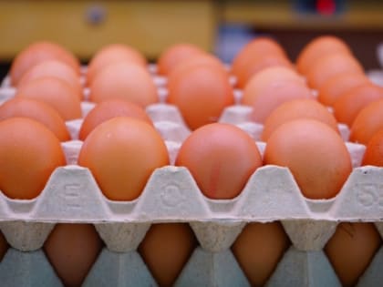 Тюменские птицефабрики в два раза нарастили производство яиц