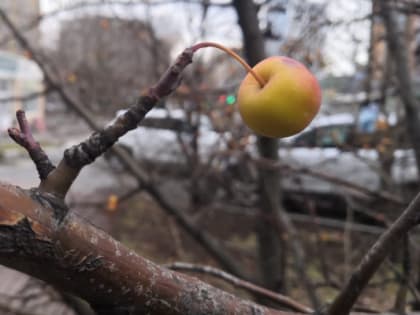 В Тюмени будут снежные выходные