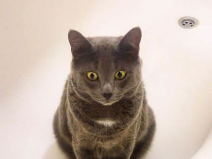 Хозяевам на заметку: что является причиной расстройства пищеварения у домашних животных и как этого избежать?