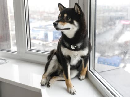 Какое средство от блох и клещей лучше выбрать для собаки или кошки