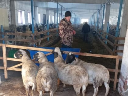 32 ЛПХ участвуют в проекте по разведению породистых овец  дорпер в Сладковском районе