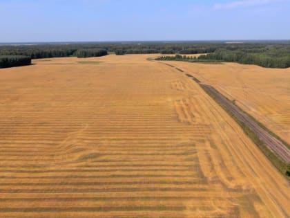 В Тюменской области озимые культуры дают всходы