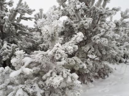 Предстоящая неделя в Тюмени ожидается умеренно холодной и пасмурной