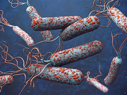 Профилактика холеры