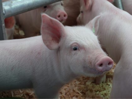 В п. Боровский Тюменского района введен карантин по трихинеллезу животных