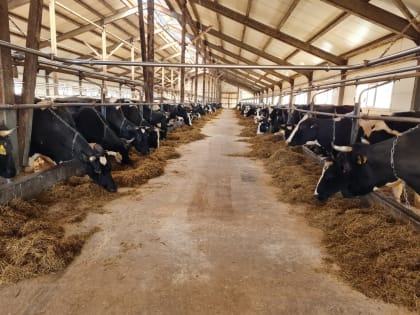 Лейкоз КРС переносят клещи?