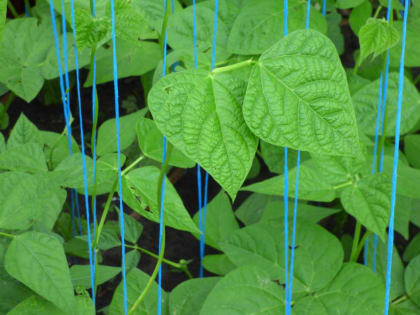 Тюменцам рассказали, как бороться с тлей на участке