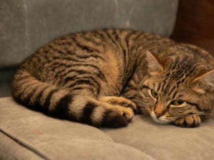 Тюменцам рассказали как избежать расстройства пищеварения у домашних животных