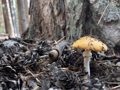 Симптомы отравления грибами: как врачи ОКБ №1 спасают любителей «тихой охоты»