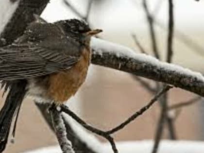 Погода в Тюмени: морозы и небольшая передышка от осадков