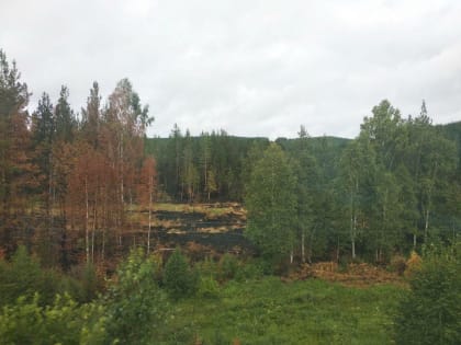 В Тюменской области пропавшего неделю назад грибника нашли погибшим