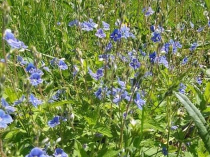 Четверг в Тюмени будет жарким, но пасмурным