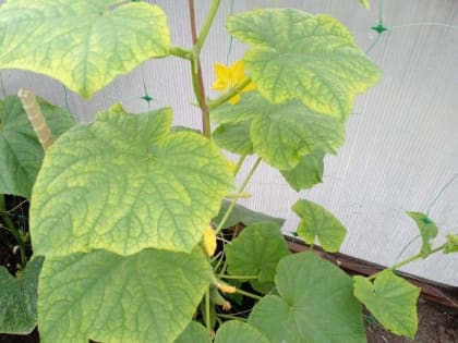 Агроном рассказала тюменцам, что делать, если у огурцов желтеют листья