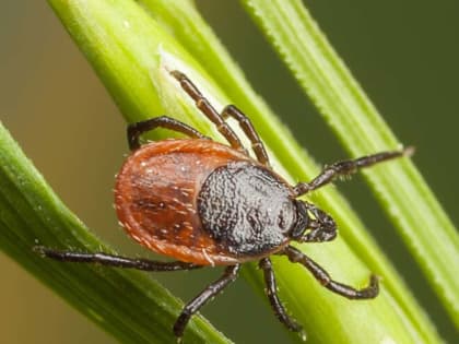 О ситуации по инфекциям, передающимся клещами