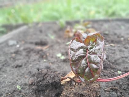 Эксперт рассказала тюменцам, как защитить огород от затяжных дождей