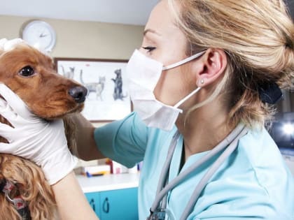 Ветеринарный кабинет в Аромашево открыт по программе "Самозанятость населения"