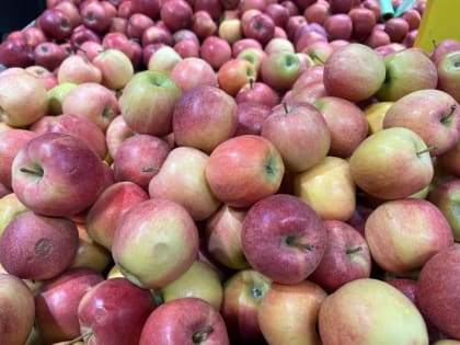 Польза и вред яблок