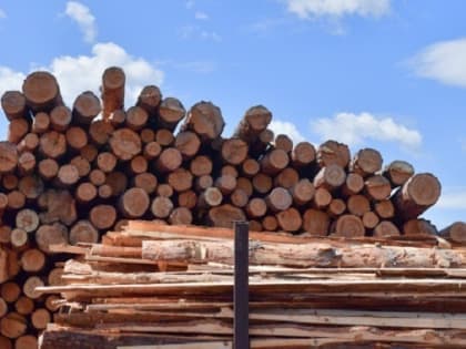 В Тобольском районе на аукцион выставили четыре лесных участка на 49 лет аренды