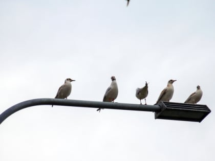 Во вторник в Тюмени резко похолодает