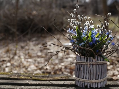 Тюменцам рассказали, что делать с прошлогодними вербами