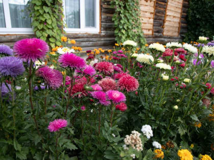 Как вырастить красивые и здоровые астры