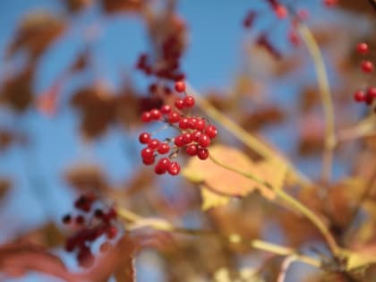 В Тюменской области 9 и 10 сентября ожидают заморозки до -5 градусов