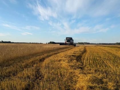 обмолот зерновых на финише