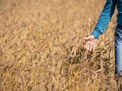 В УФО намолотили 4,4 млн тонн зерновых и зернобобовых