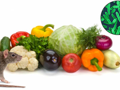 Тюменцам рассказали о мерах профилактики иерсиниоза