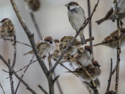 В Тюмени к концу недели резко потеплеет до -1 градуса