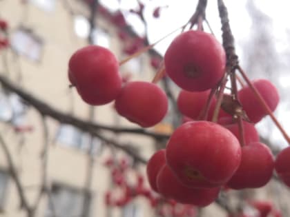 В четверг в Тюмени похолодает еще сильнее