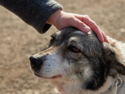 Россельхознадзор вернул в продажу противовирусный препарат для лечения животных