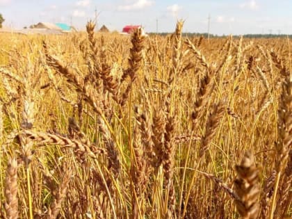 Тюменские ученые издали кингу о грибных болезнях злаков