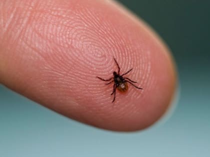 Активность клещей продолжает расти