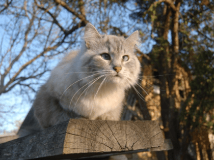 В четверг в Тюмени и Тобольске побиты температурные рекорды