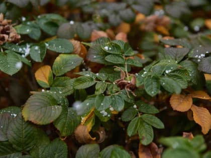 На юг Тюменской области надвигаются заморозки до -2 градусов