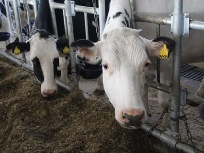 В Тюменской области продуктивность коров увеличилась до 10,4 тыс. кг