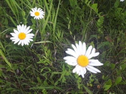 В пятницу жара в Тюмени немного сбавит обороты