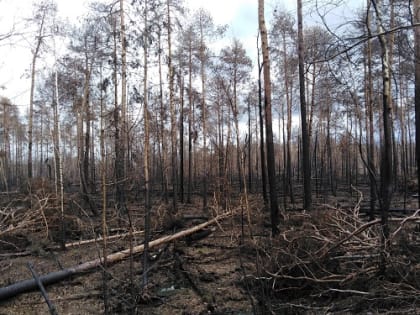 Лесопатологи начали обследовать насаждения пройденные пожарами в этом году
