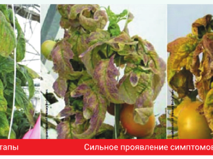 Управление Россельхознадзора информирует о заболеваниях импортного картофеля