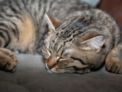 Аллергия у россиян чаще бывает на продукты питания и пыль