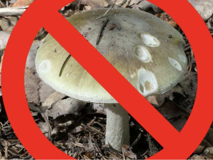 Врачи рассказали об опасных последствиях отравления бледной поганкой