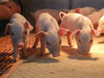 В Тюменской области агрохолдинг "Юбилейный" закупил терминальных хряков