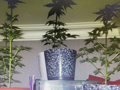 Изъяты наркотики